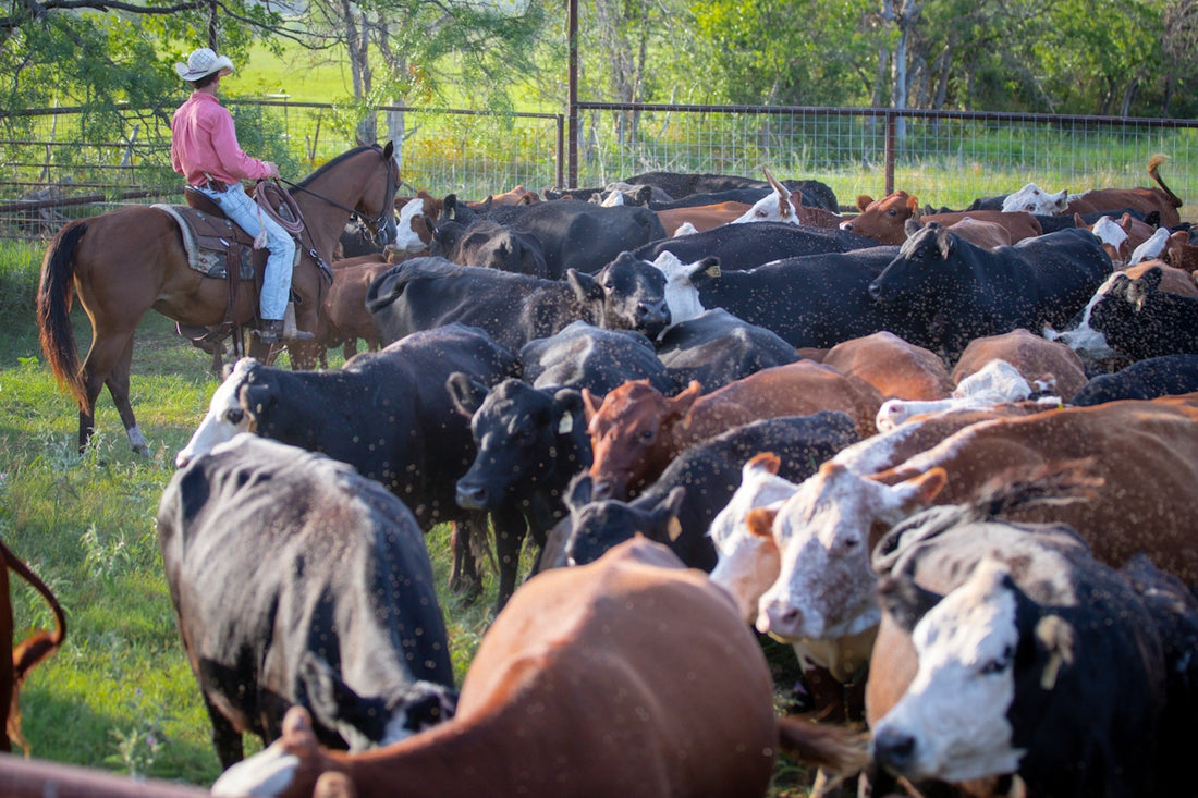 A man on a horse herding cattle in a fenced in area