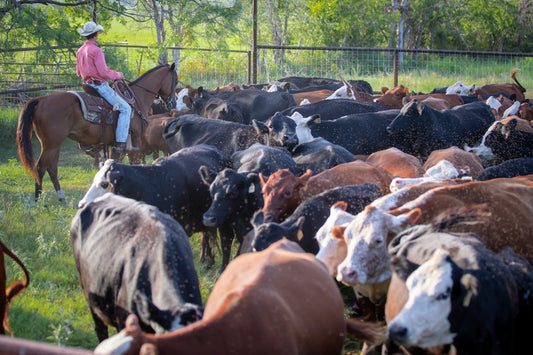 A man on a horse herding cattle in a fenced in area