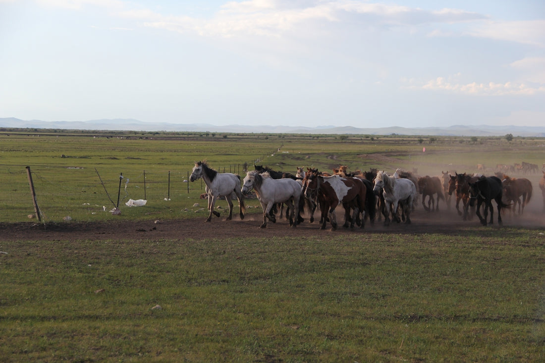 A herd of horses running across a grassy plain.