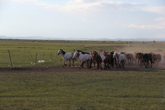A herd of horses running across a grassy plain.